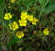Graues Fingerkraut - Potentilla inclinata
