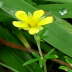 Graues Fingerkraut - Potentilla inclinata
