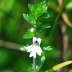 Großer Augentrost - Euphrasia officinalis ssp. rostkoviana