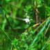 Großer Augentrost - Euphrasia officinalis ssp. rostkoviana