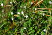 Großer Augentrost - Euphrasia officinalis ssp. rostkoviana