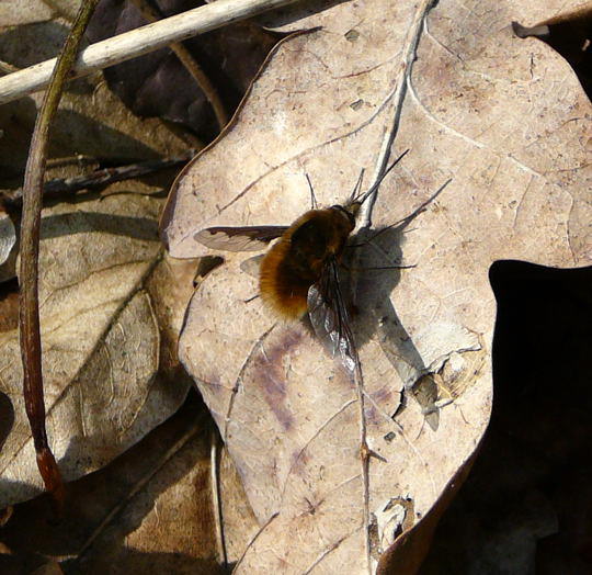 Groer Wollschweber - Bombylius major