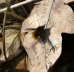 Groer Wollschweber - Bombylius major