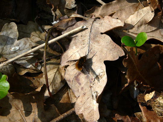 Groer Wollschweber - Bombylius major