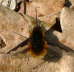 Groer Wollschweber - Bombylius major