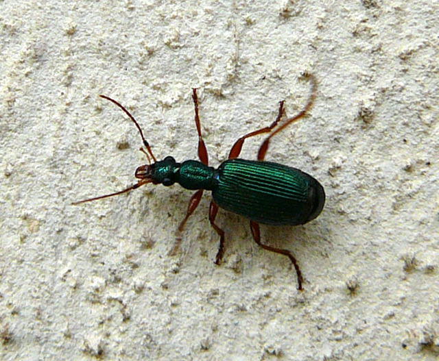 Grner Backenlufer - Drypta dentata 