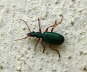 Grner Backenlufer - Drypta dentata 
