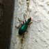 Grner Backenlufer - Drypta dentata 