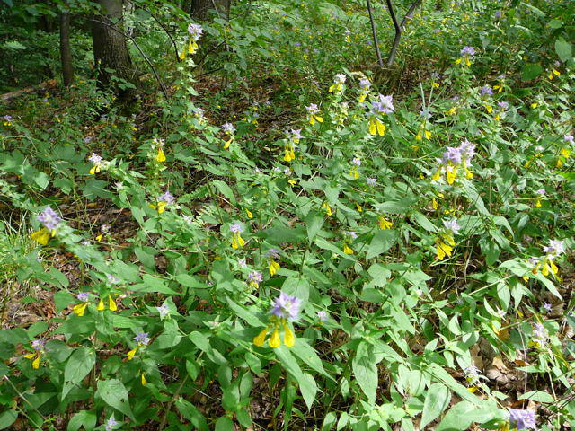 Hain-Wachtelweizen - Artengruppe: Melampyrum nemorosum agg.