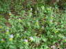 Hain-Wachtelweizen - Artengruppe: Melampyrum nemorosum agg.