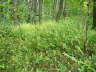 Hain-Wachtelweizen - Artengruppe: Melampyrum nemorosum agg.