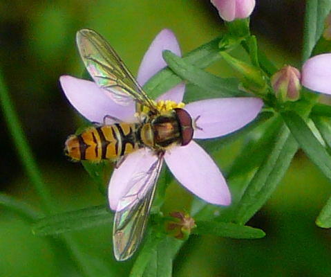 Hainschwebfliege (Mnnchen) auf  Tausengldenkraut 