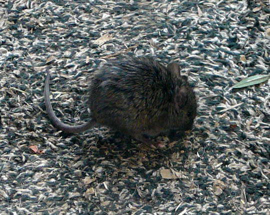 Hausmaus - Mus musculus