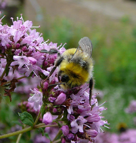 Helle Erdhummel - Bombus lucorum
