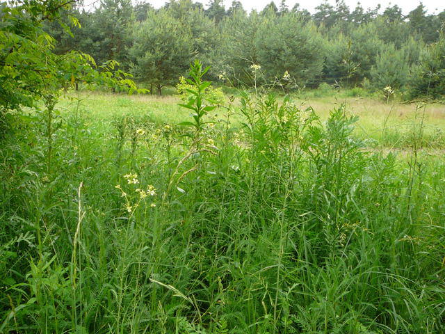 Hohe Rauke - Sisymbrium altissimum  