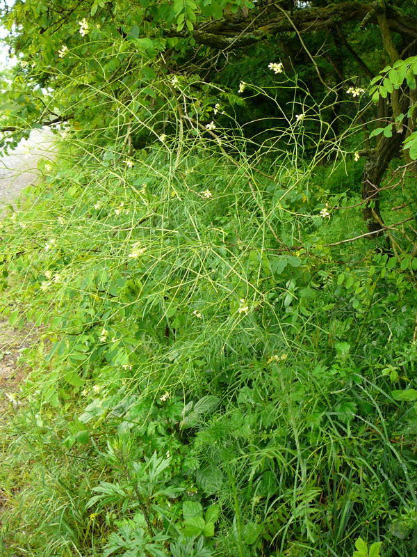 Hohe Rauke - Sisymbrium altissimum  