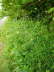Hohe Rauke - Sisymbrium altissimum  
