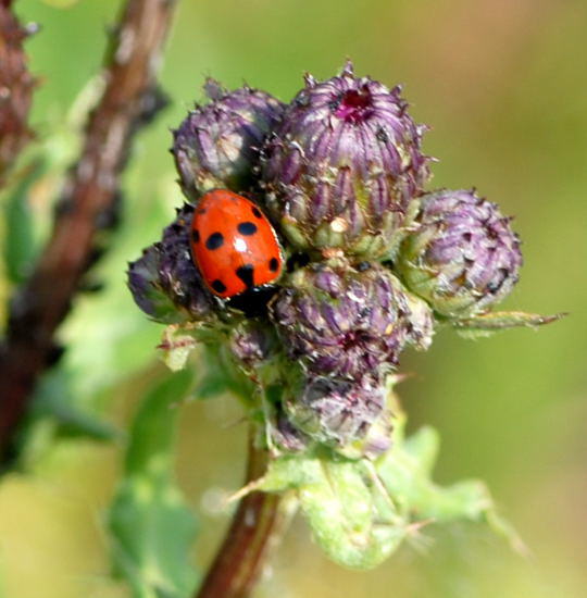 Hügel-Marienkäfer - Hippodamia undecimnotata