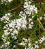Hgel-Meier - Asperula cynanchica 