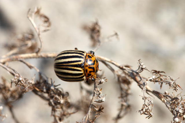 Kartoffelkäfer - Leptinotarsa decemlineata