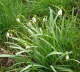 Kleines Schneeglöckchen - Galanthus nivalis