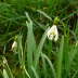 Kleines Schneeglöckchen - Galanthus nivalis
