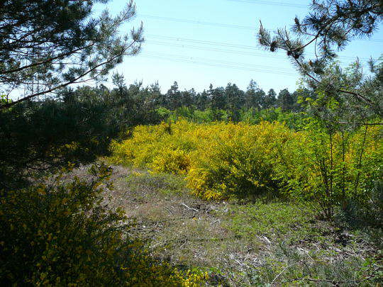 Viernheimer Heide