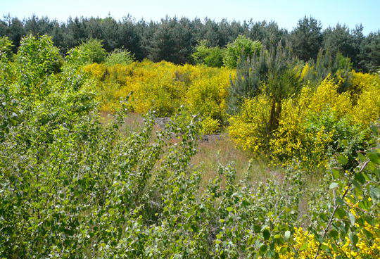 Viernheimer Heide