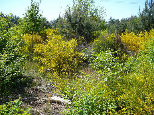 Viernheimer Heide