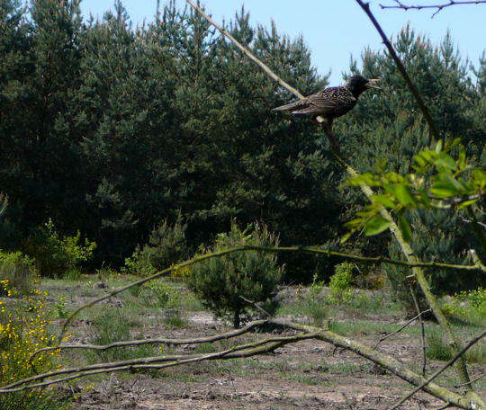 Viernheimer Heide