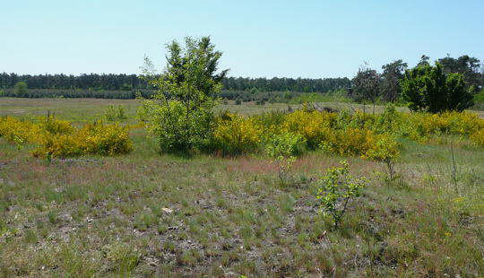 Viernheimer Heide