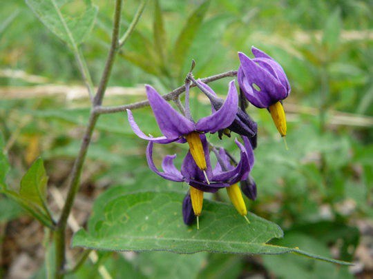 Bittersüßer Nachtschatten - Solanum dulcamara