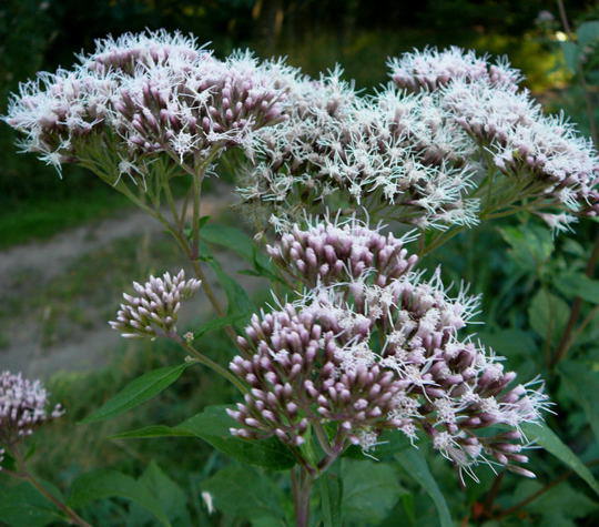 Gemeiner Wasserdost  - Eupatorium cannabinum