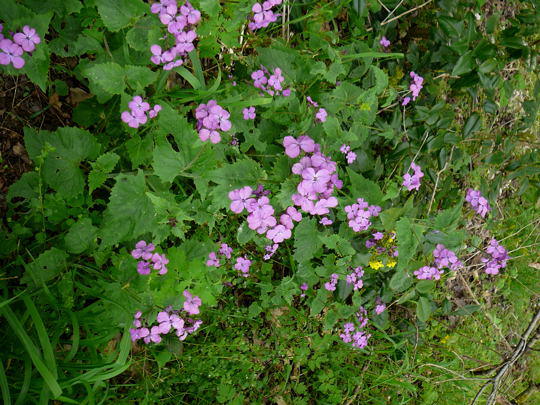 Judaspfennig - Lunaria annua