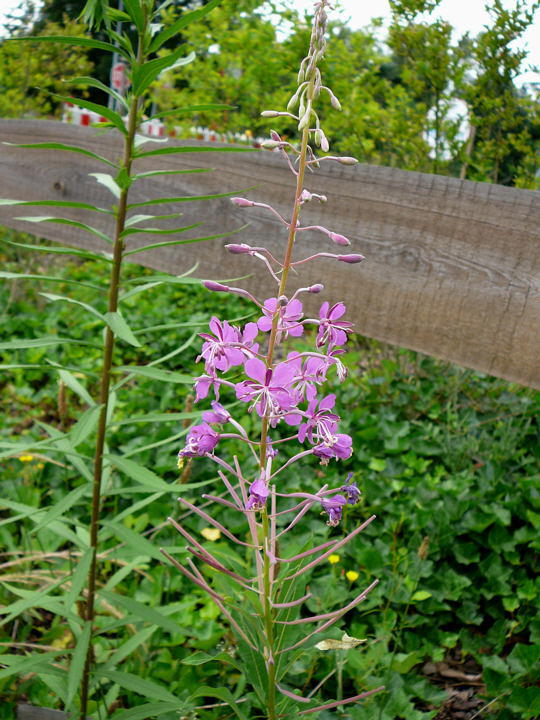 Schmalblttriges Weidenrschen - Epilobium angustifolium