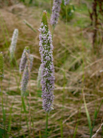 Wiesen-Lieschgras - Phleum pratense