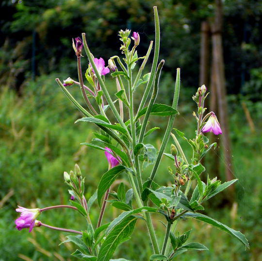 Rauhhaariges (Zottiges) Weidenrschen - Epilobium hirsutum