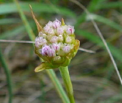 Sand-Grasnelke - Armeria maritima subsp. elongata