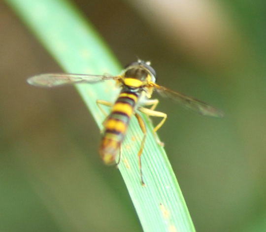 Langbauchschwebfliege, Männchen - Sphaerophoria scripta