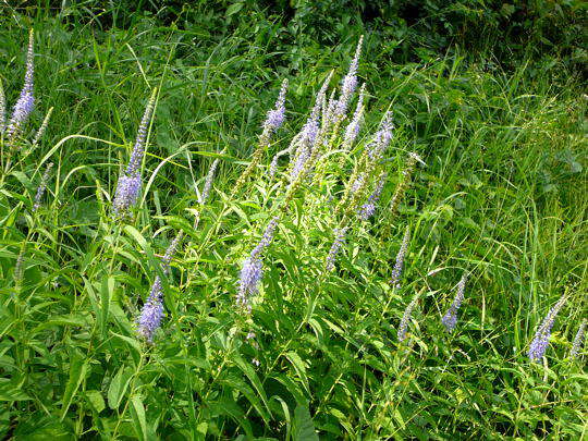 Langblttriger Blauweiderich - Pseudolysimachium longifolium