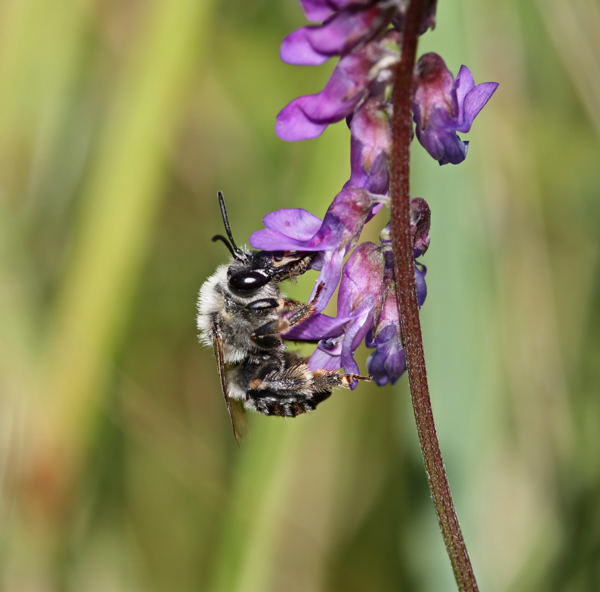 Langhornbiene - Eucera longicornis