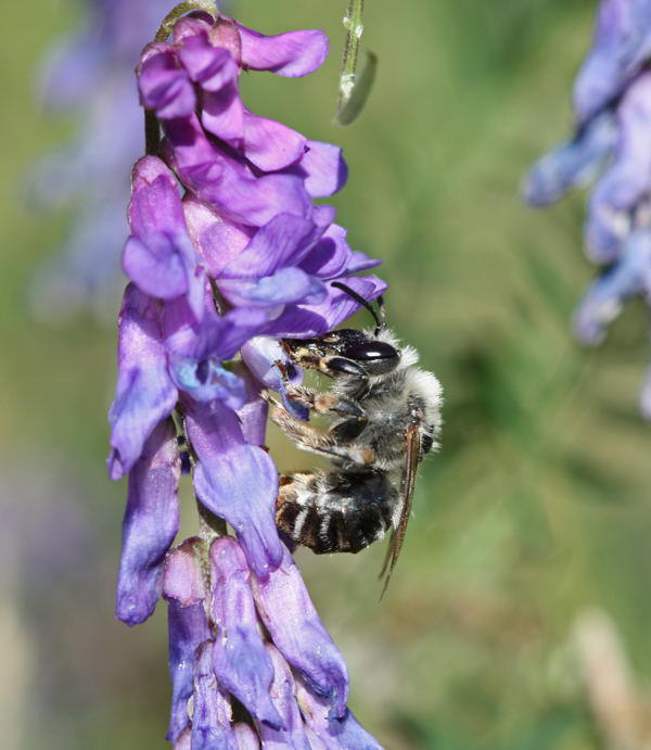 Langhornbiene - Eucera longicornis