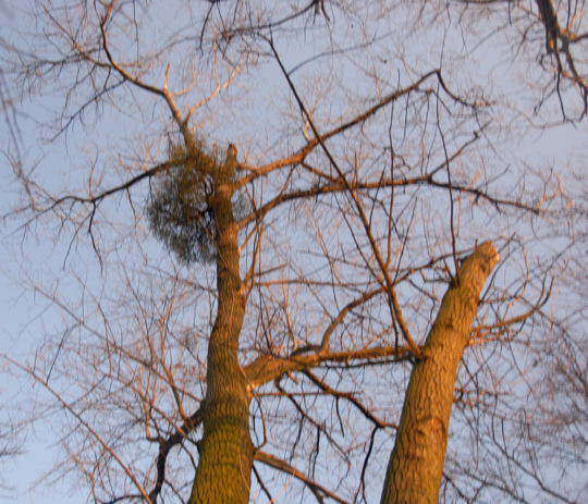 Laubholz-Mistel -Viscum album ssp. album