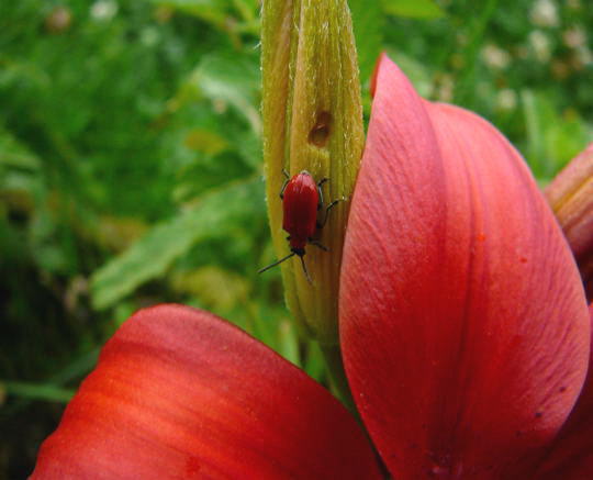 Lilienhähnchen - Lilioceris lilii