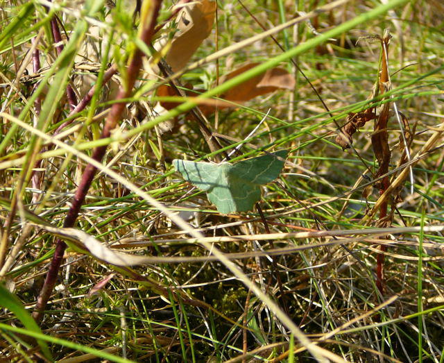 Magerrasen-Grnspanner - Thalera fimbrialis