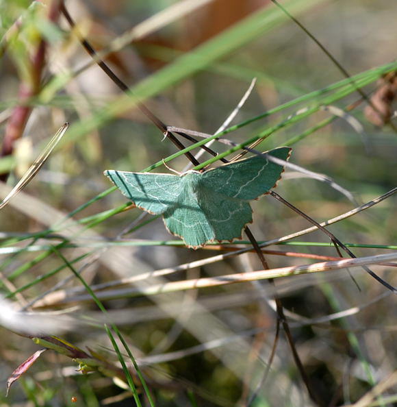 Magerrasen-Grünspanner - Thalera fimbrialis