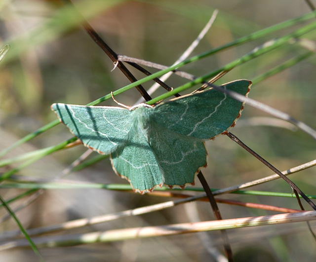 Magerrasen-Grünspanner - Thalera fimbrialis