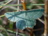Magerrasen-Grnspanner - Thalera fimbrialis