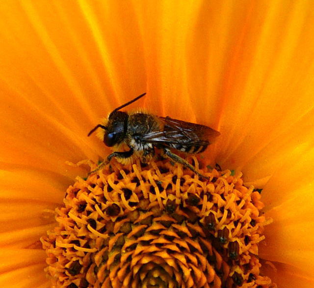 Mauerbiene - Osmia bzw. Heriades spec.