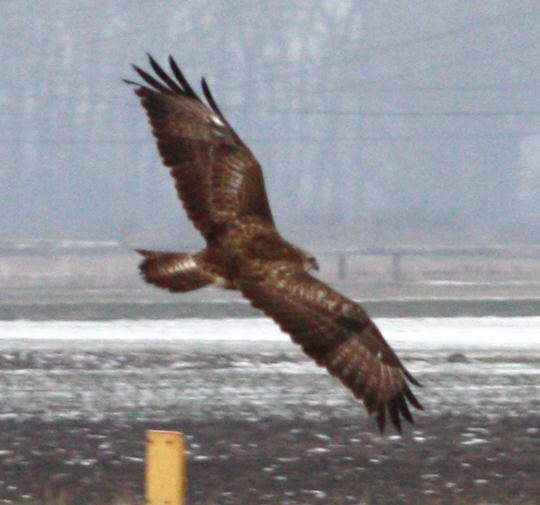 Mäusebussard 